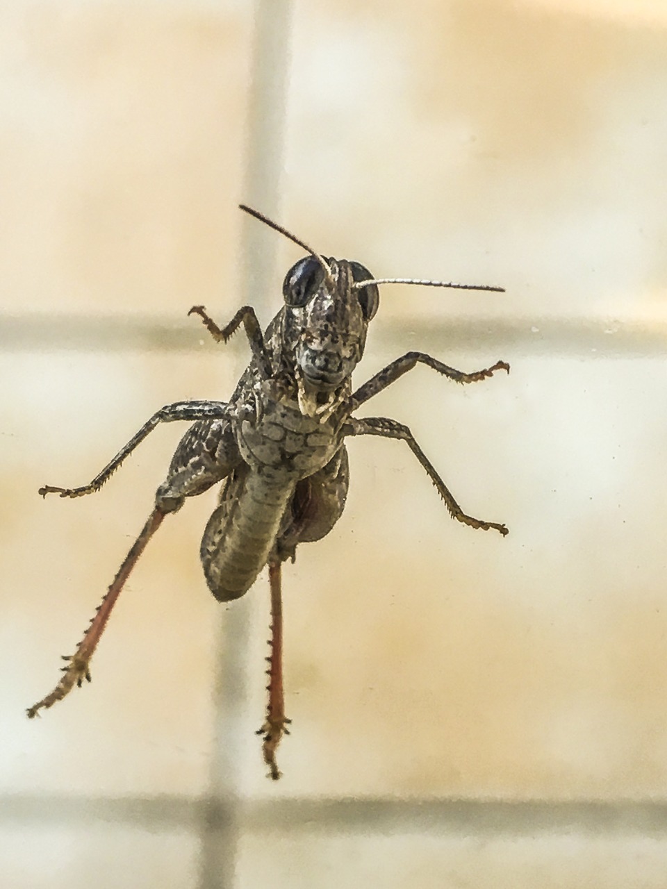 grillo cricket insecto free photo