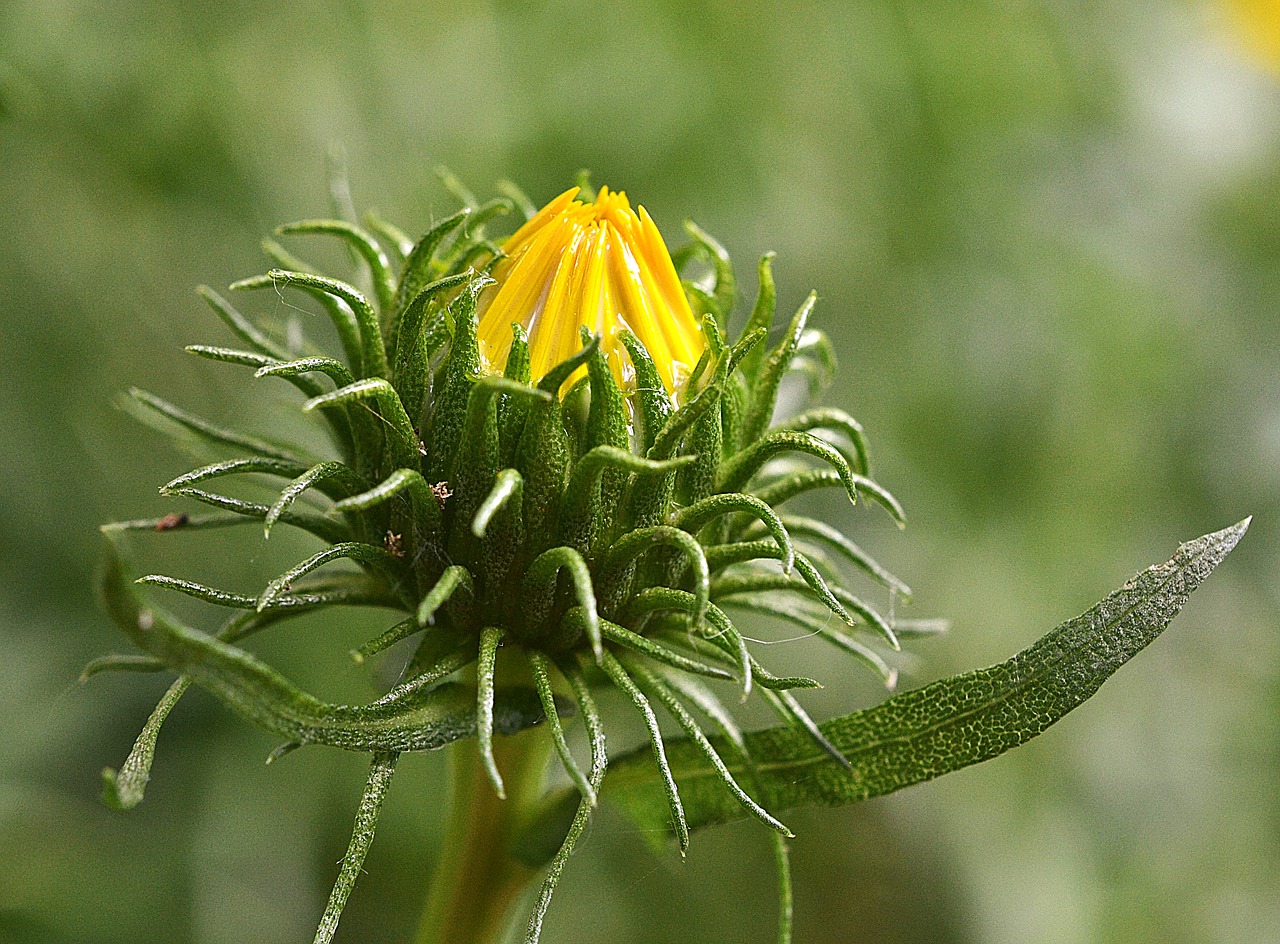 grindelia robusta rubber herb bud free photo