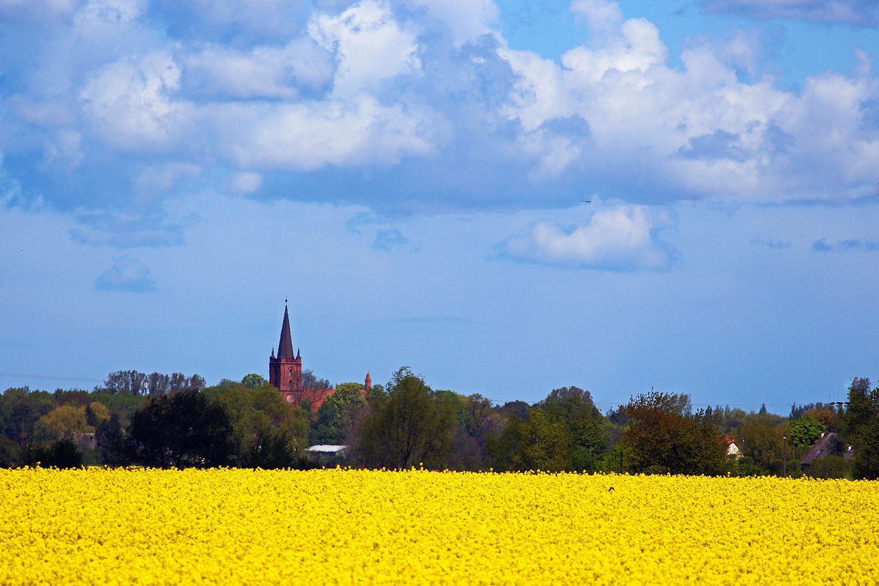 gristow  church  field of rapeseeds free photo