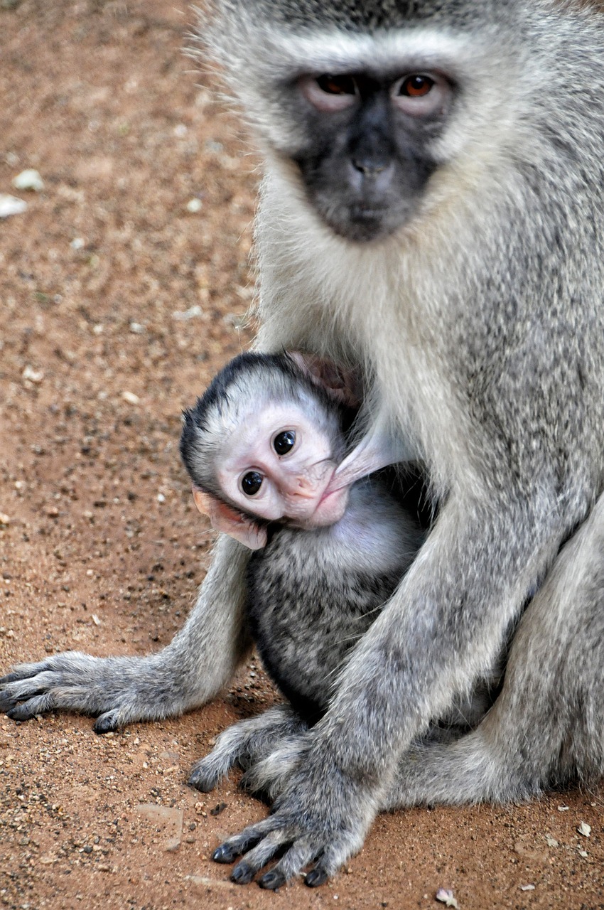 grivet monkey south africa kruger park free photo