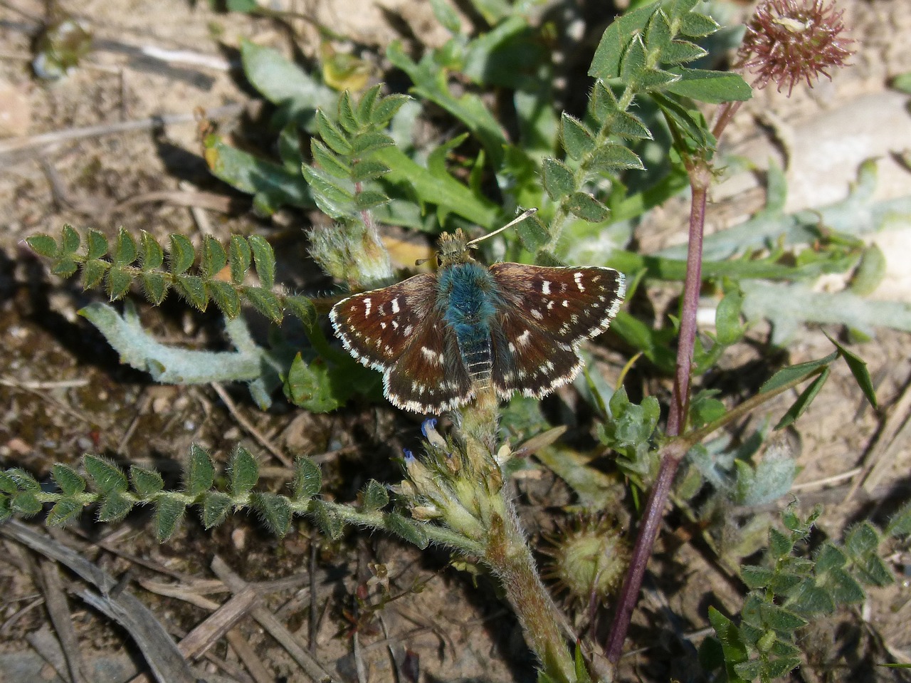 grizzled armoricanus butterfly merlet free photo