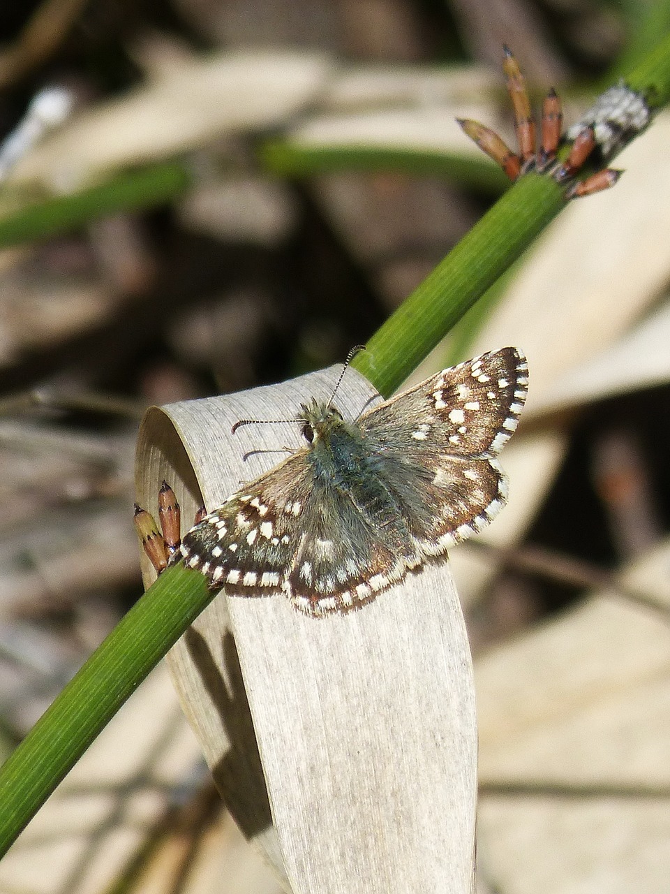 grizzled armoricanus butterfly merlet free photo