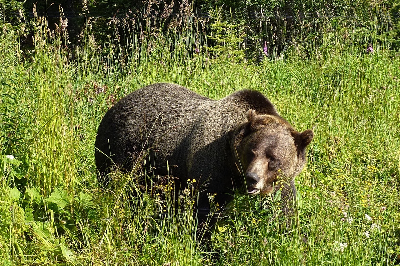 grizzly bear animal free photo