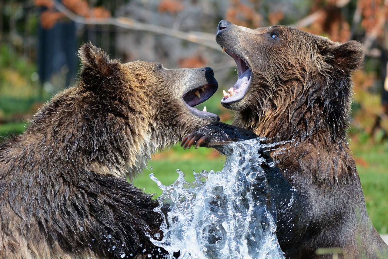 grizzly bears playing free photo