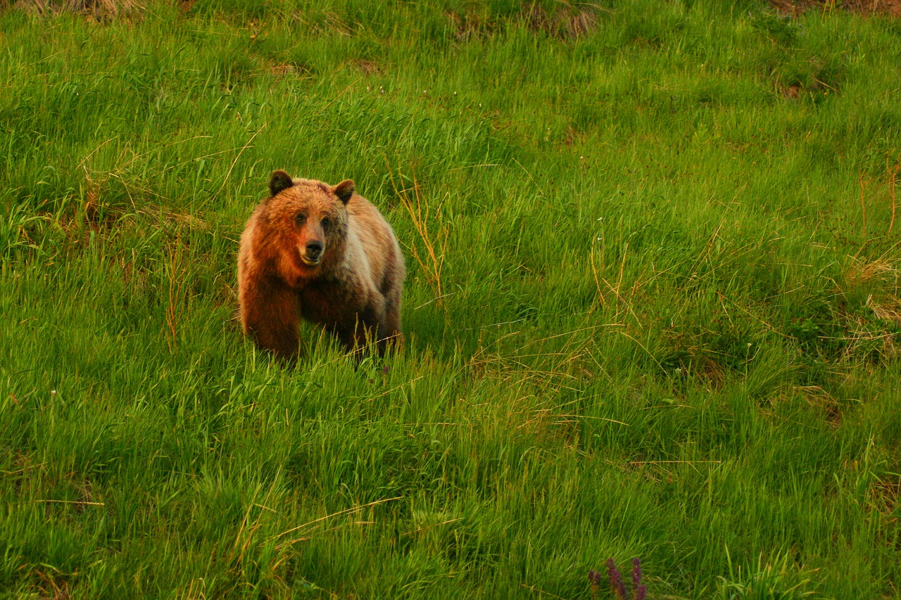 grizzly grizzly bear bear free photo