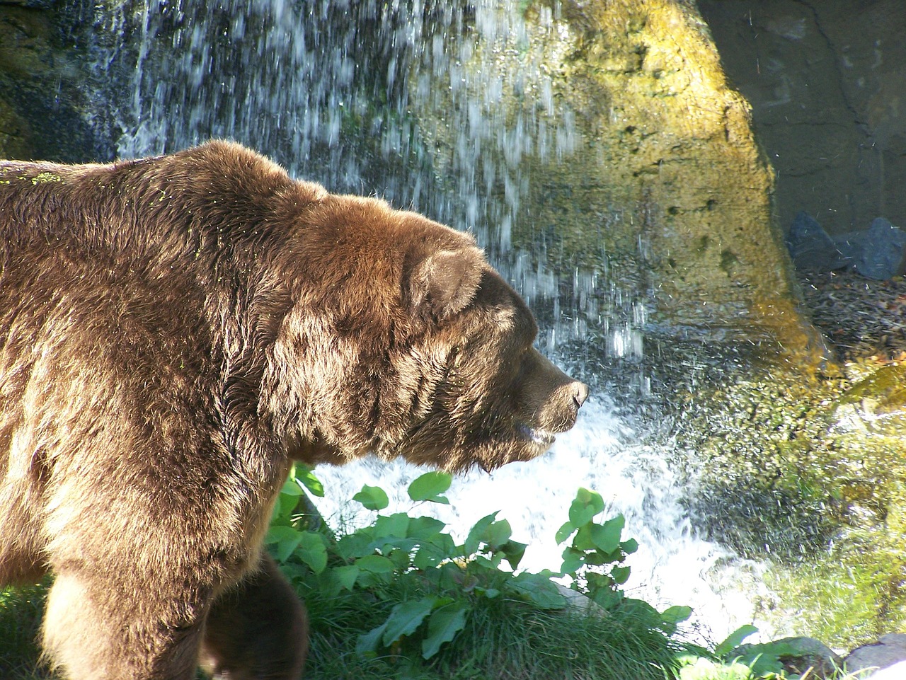 grizzly bear grizzly bear free photo