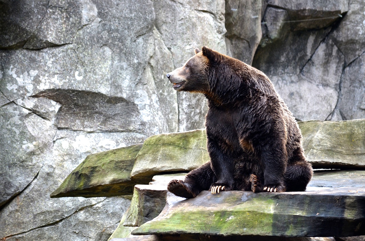 grizzly  bear  nature free photo