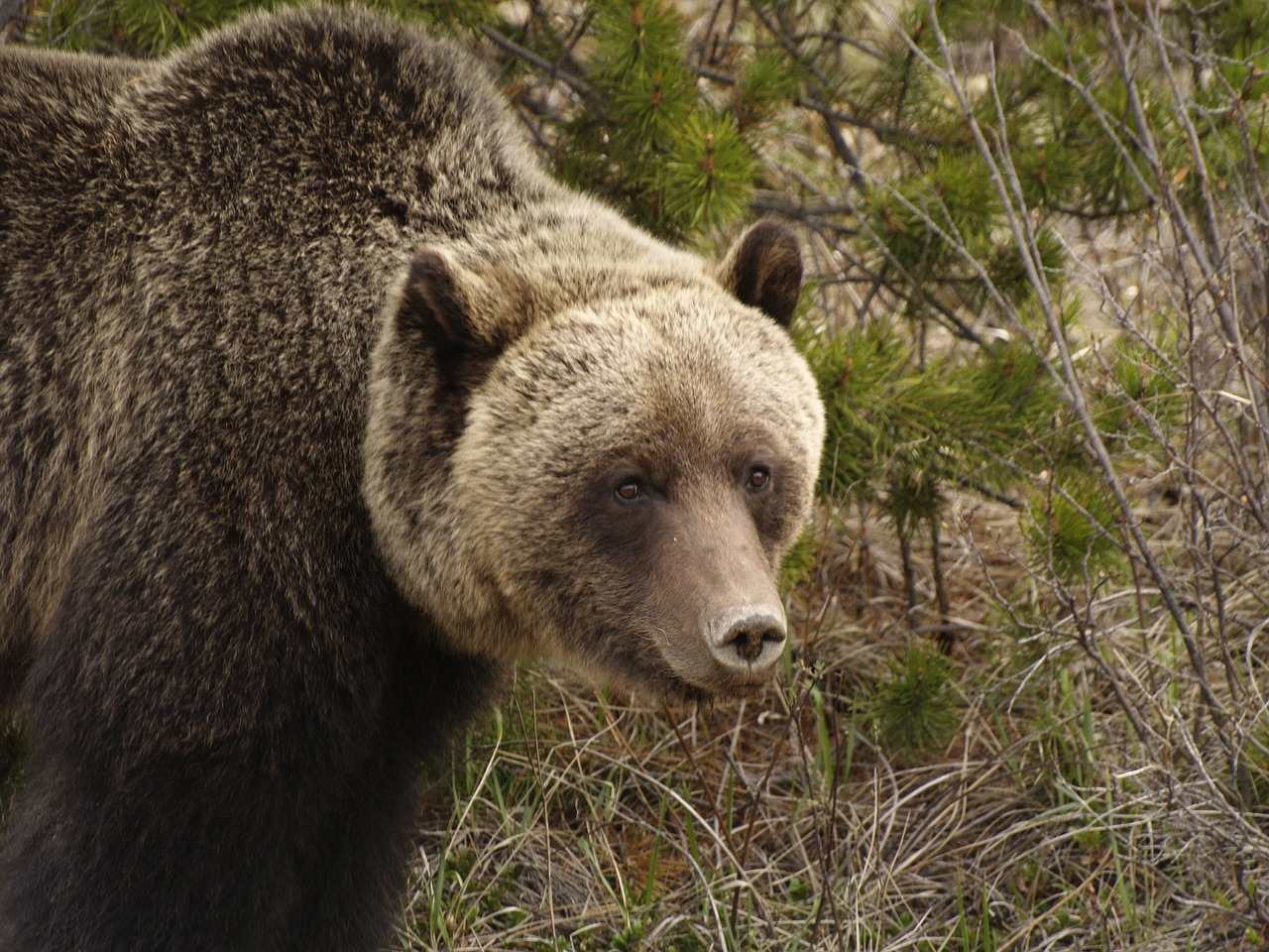 grizzly  wild  bear free photo