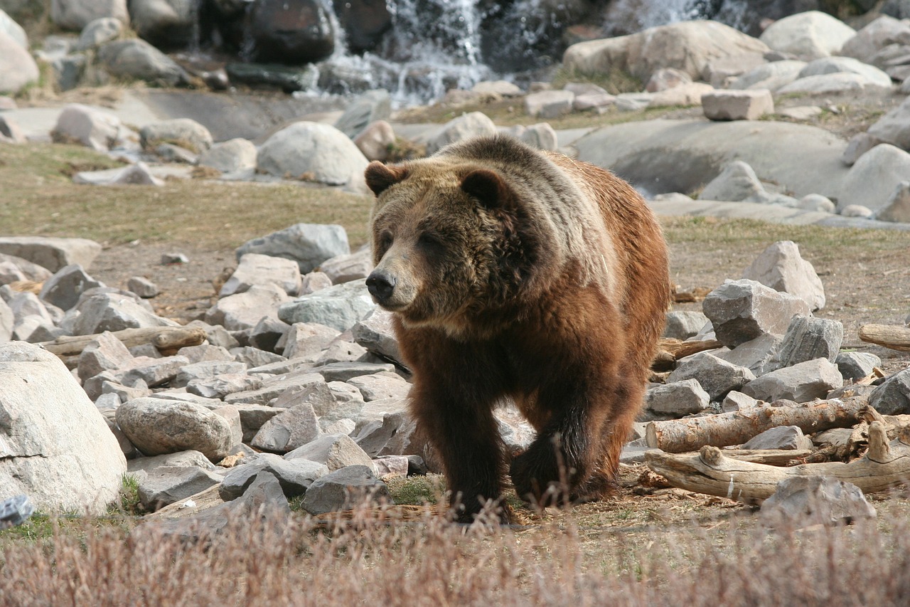 grizzly bear yellowstone free photo