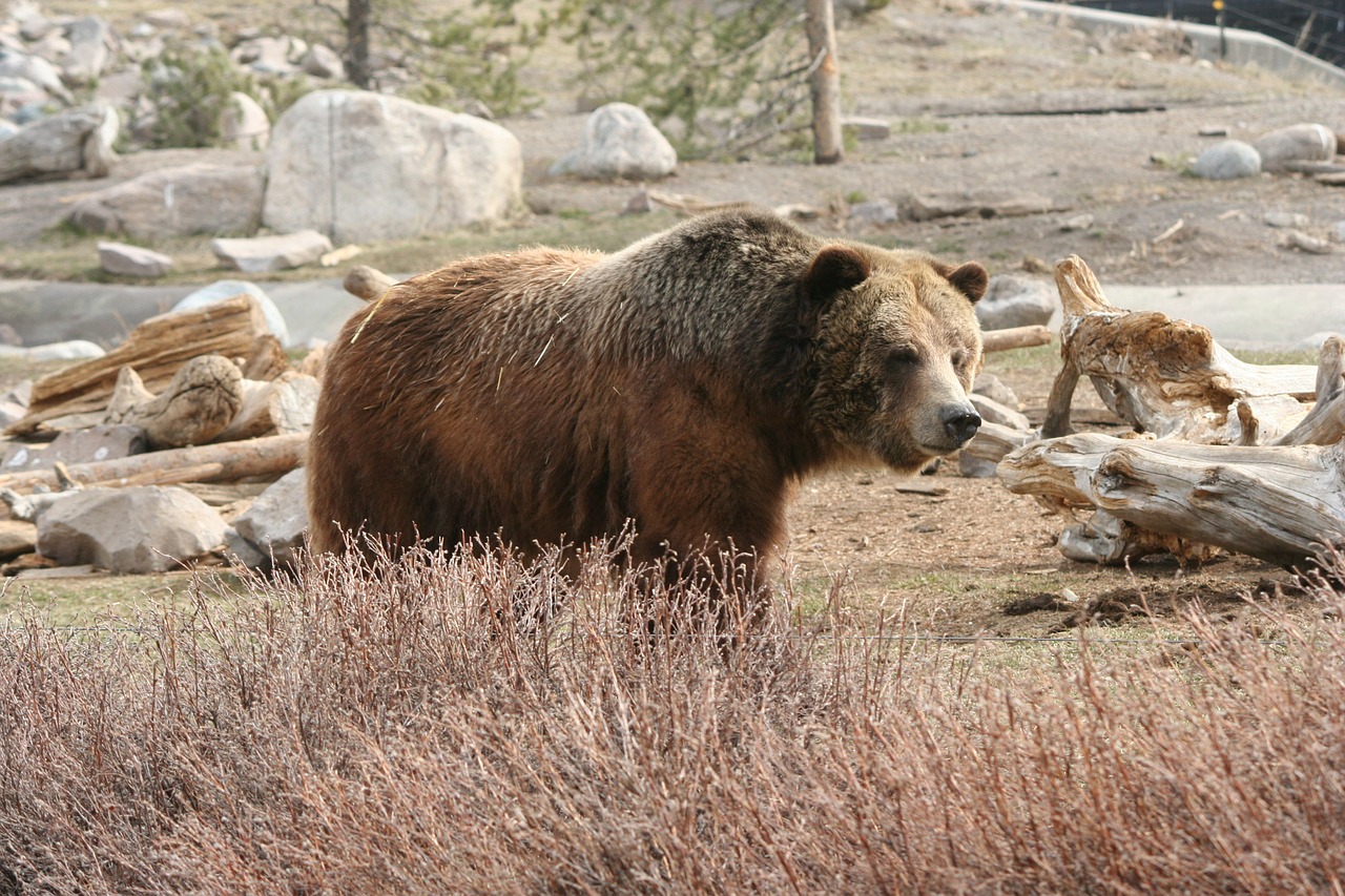 grizzly bear mammal free photo