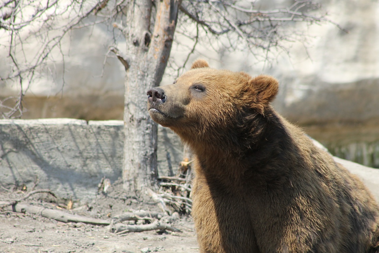 grizzly bear brown free photo
