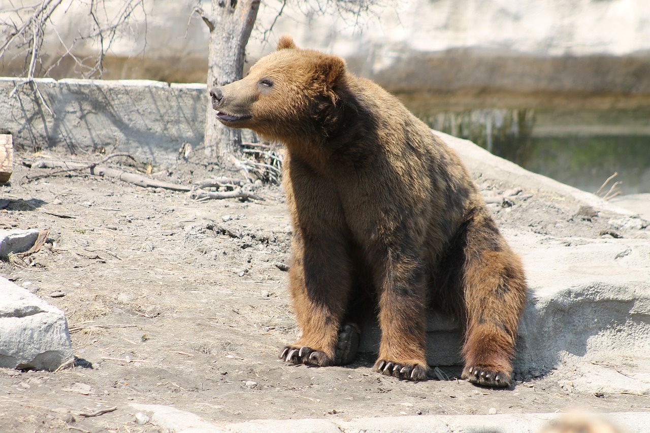 grizzly bear brown free photo