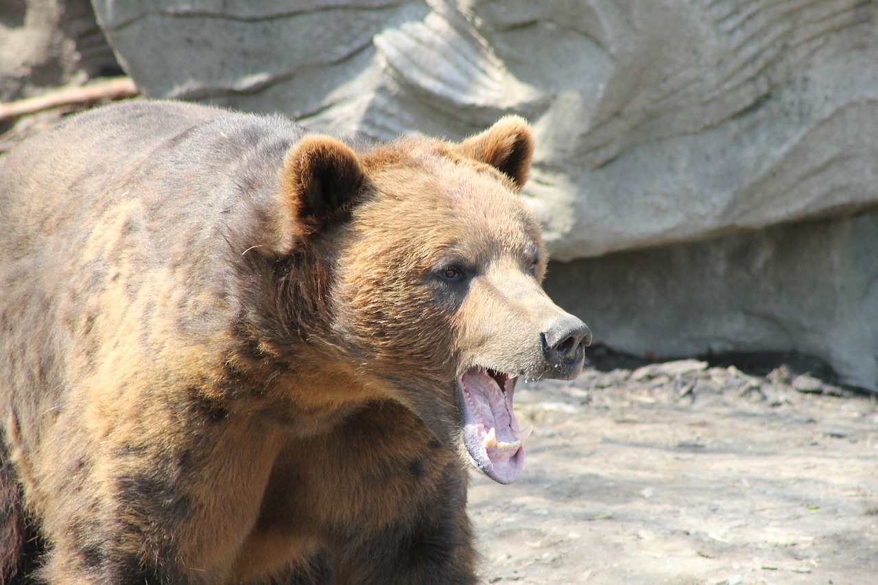 Gangtok brown bear