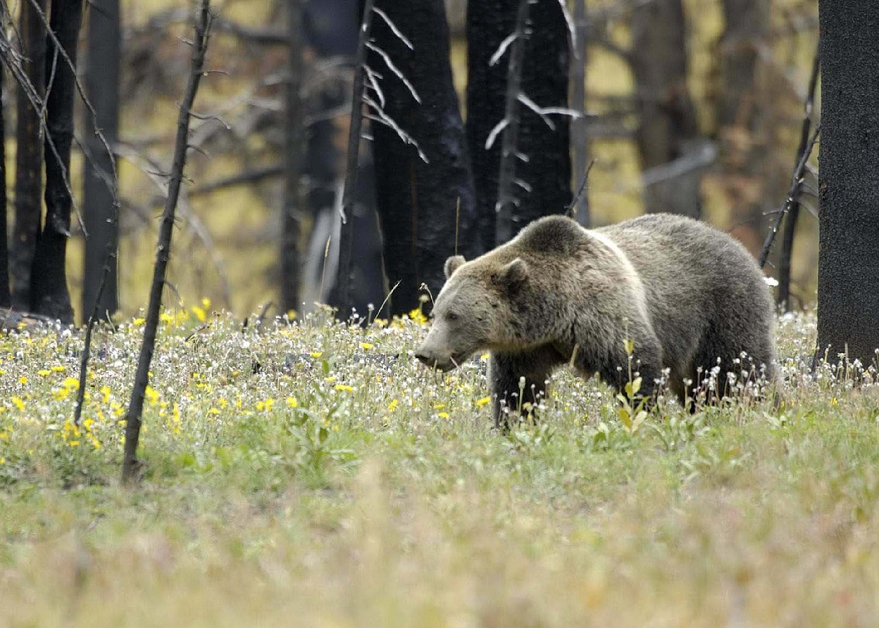 grizzly bear wildlife free photo