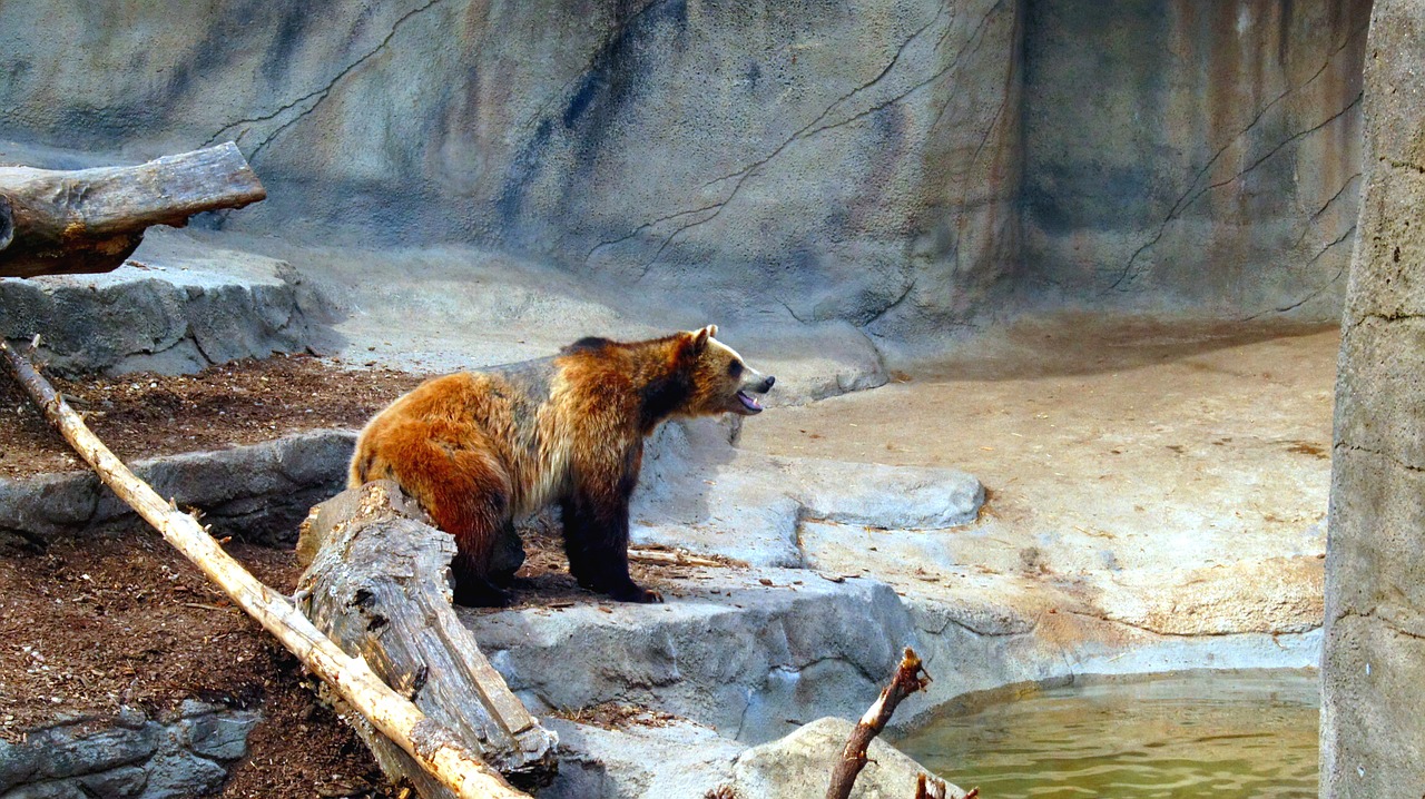 grizzly bear animal free photo