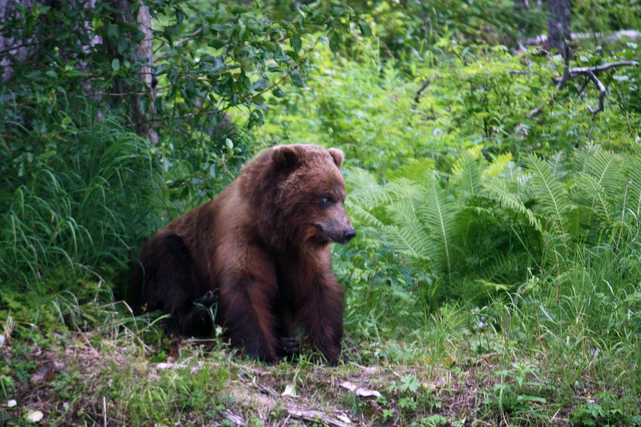 grizzly animals bear free photo