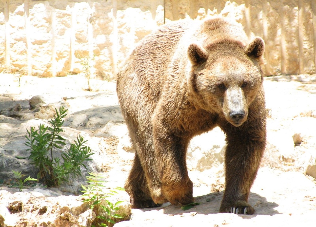 grizzly brown bear bear free photo