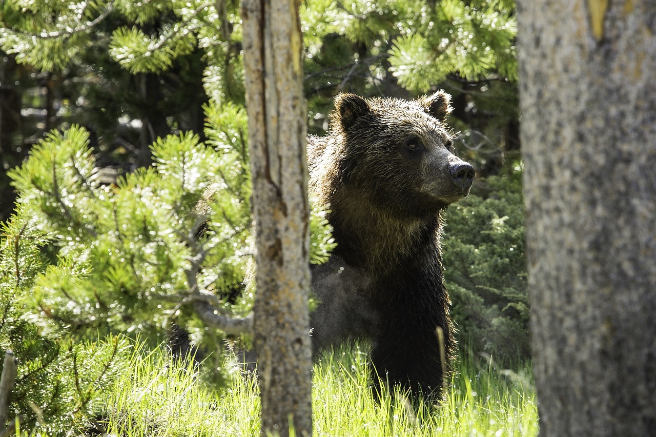 grizzly bear forest looking free photo