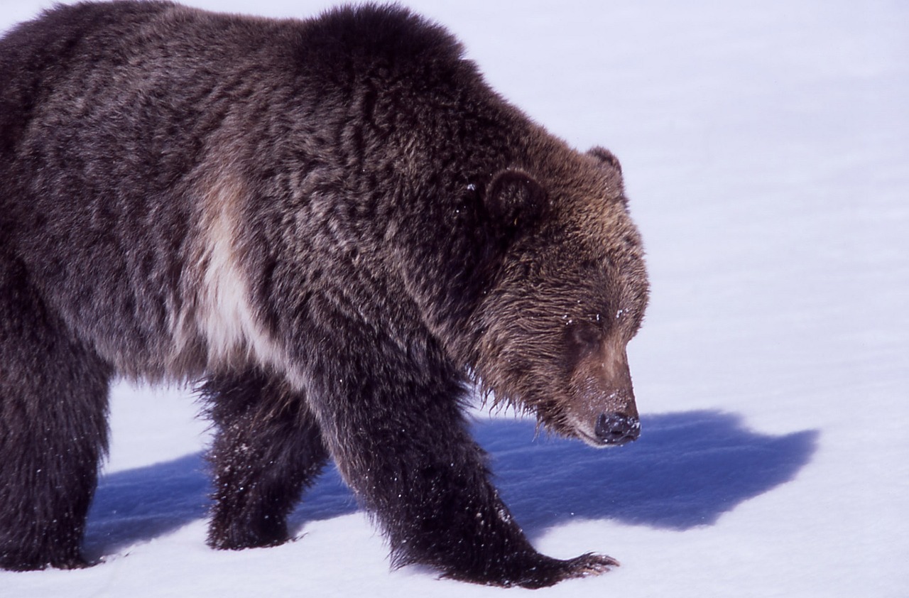 grizzly bear wildlife nature free photo