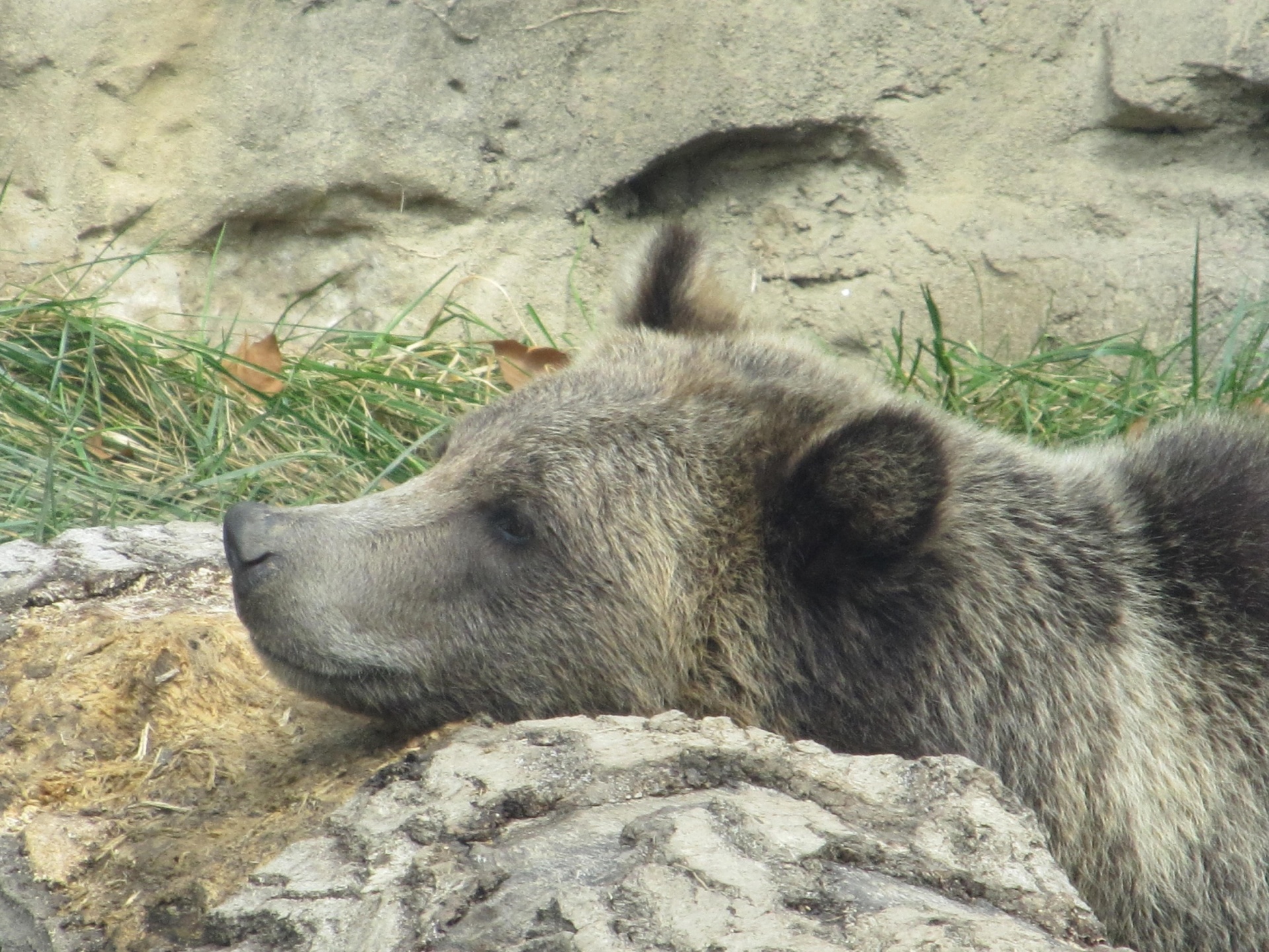 bear grizzly young free photo