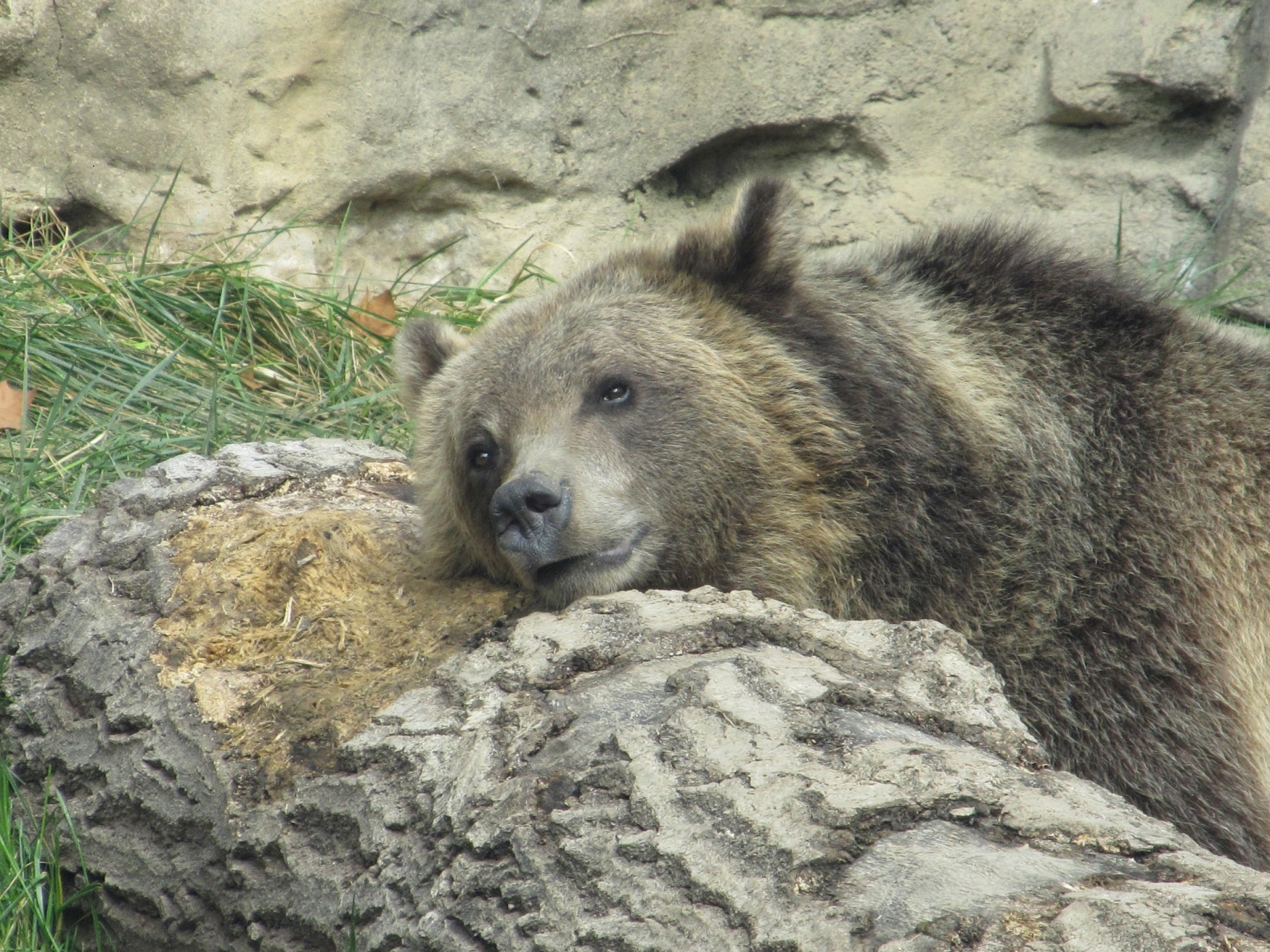 bear grizzly young free photo