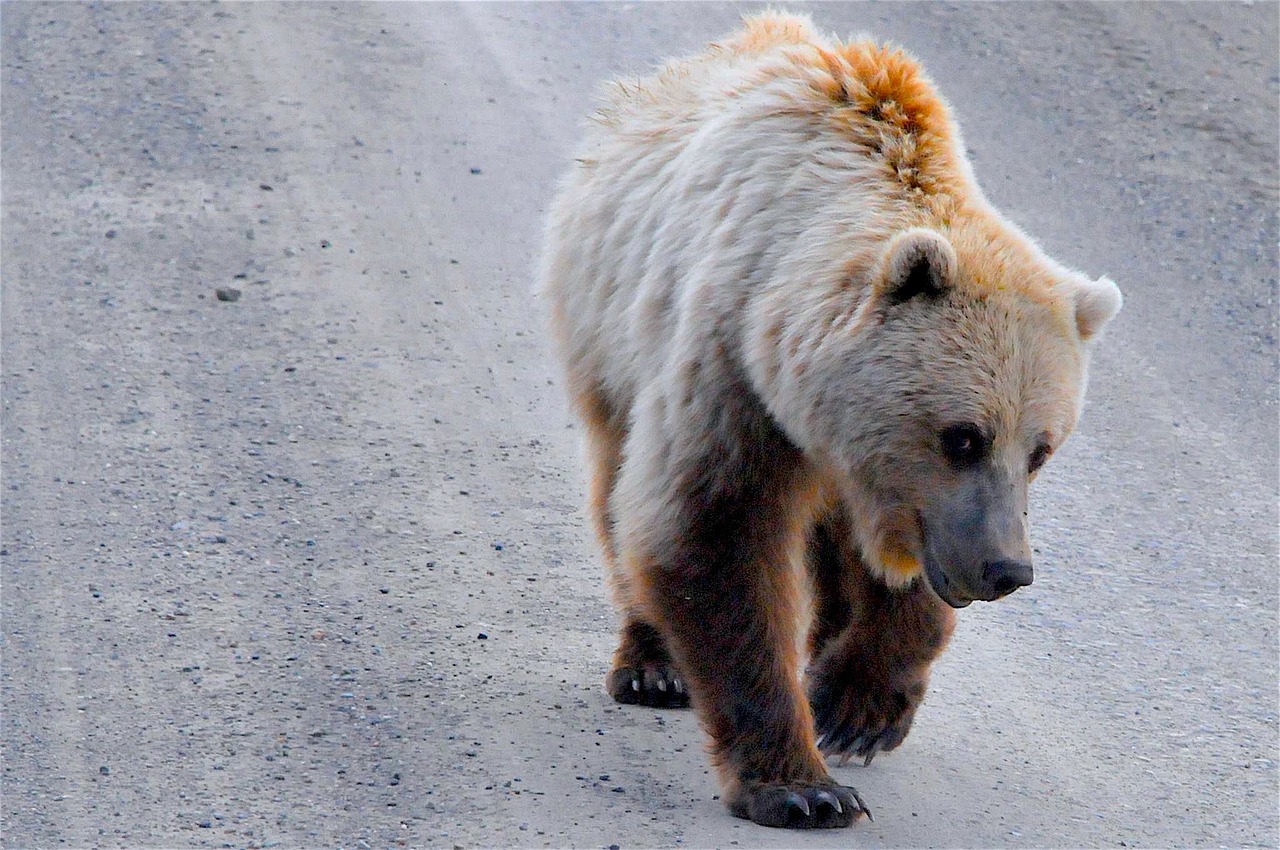 grizzly bear alaska grizzly free photo