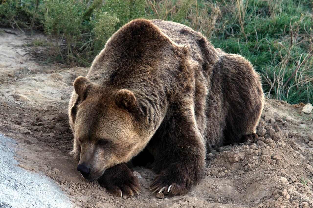 grizzly bear brown bear grizzly free photo