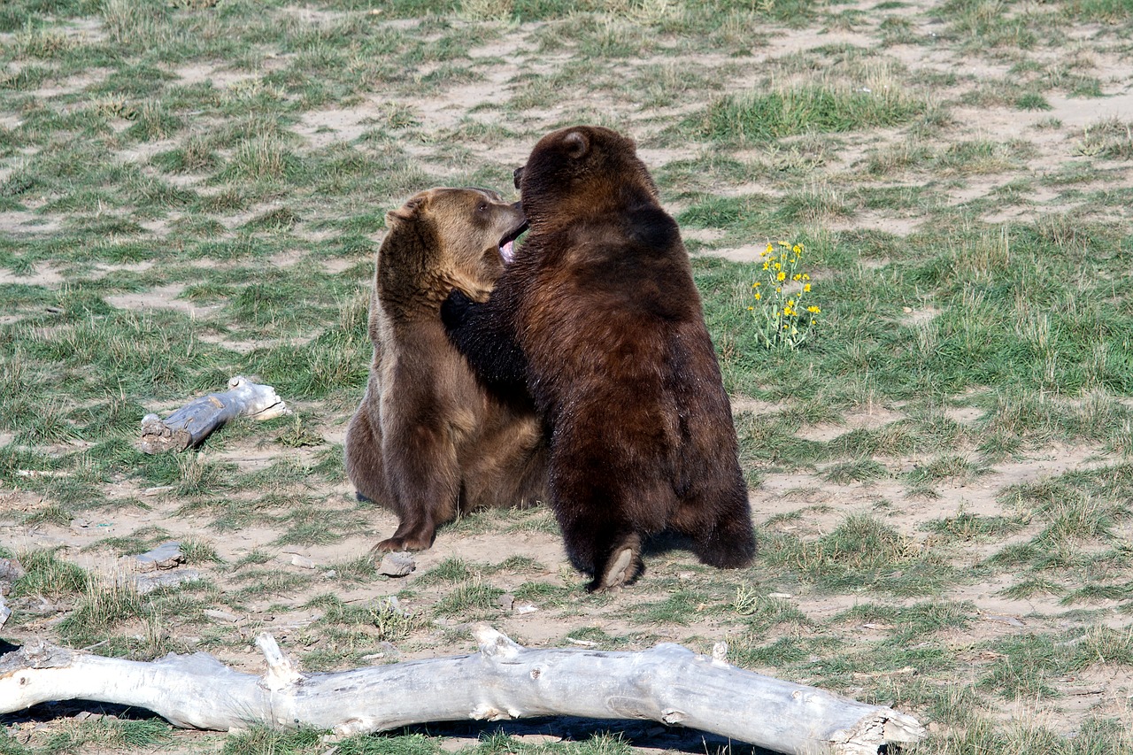 grizzly bear brown bear grizzly free photo