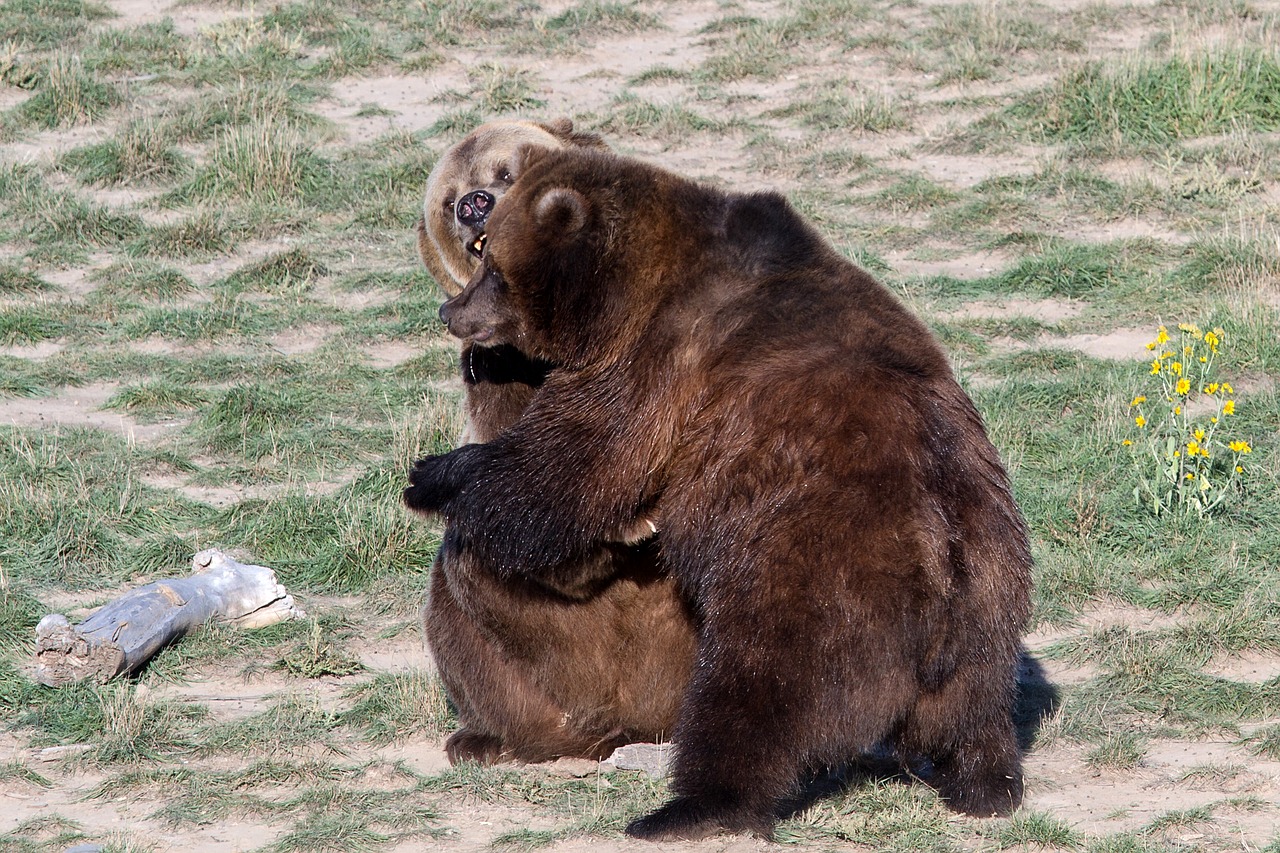 grizzly bear brown bear grizzly free photo