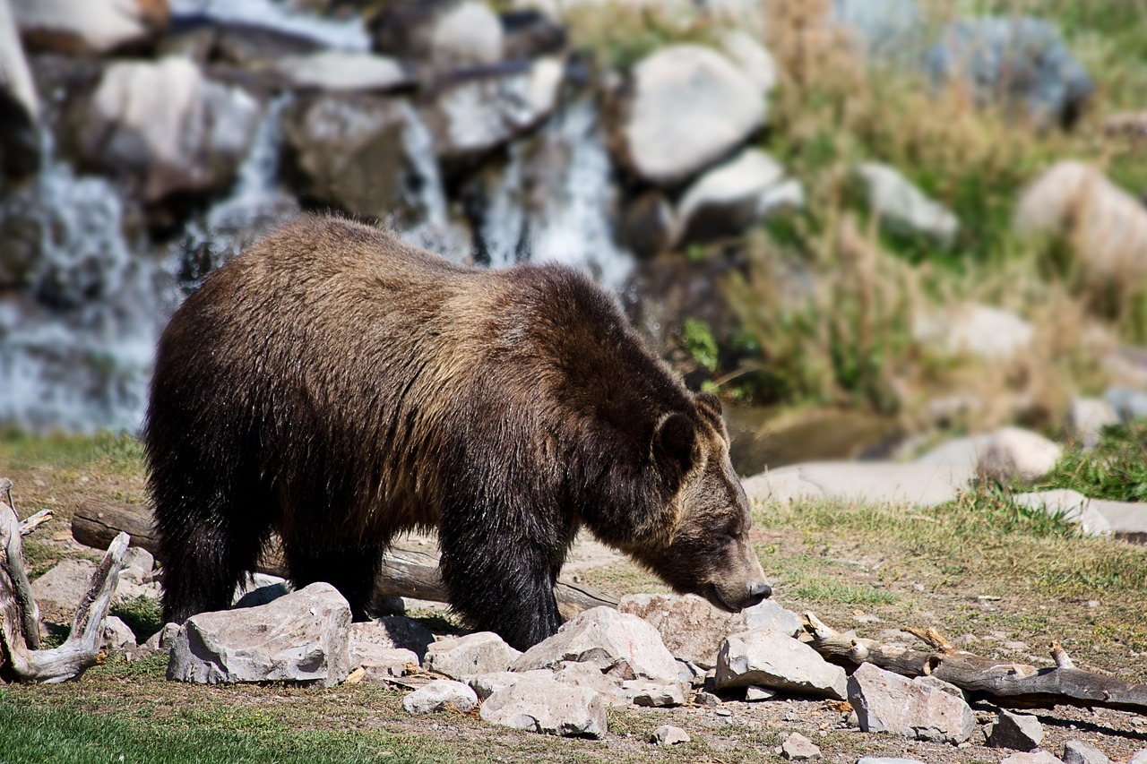 grizzly bear bear grizzly free photo