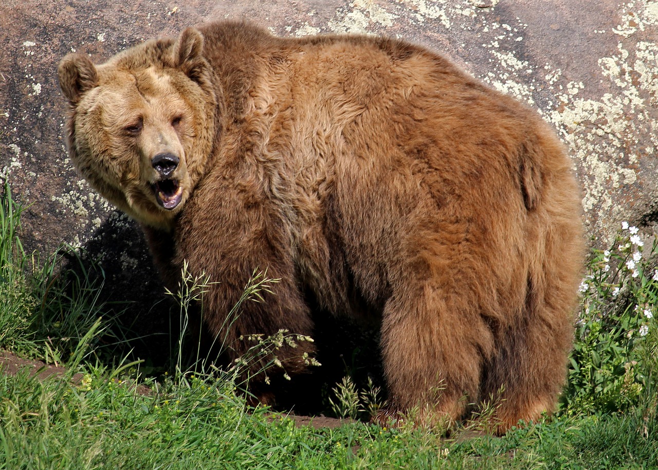 Животные Канады медведь Гризли