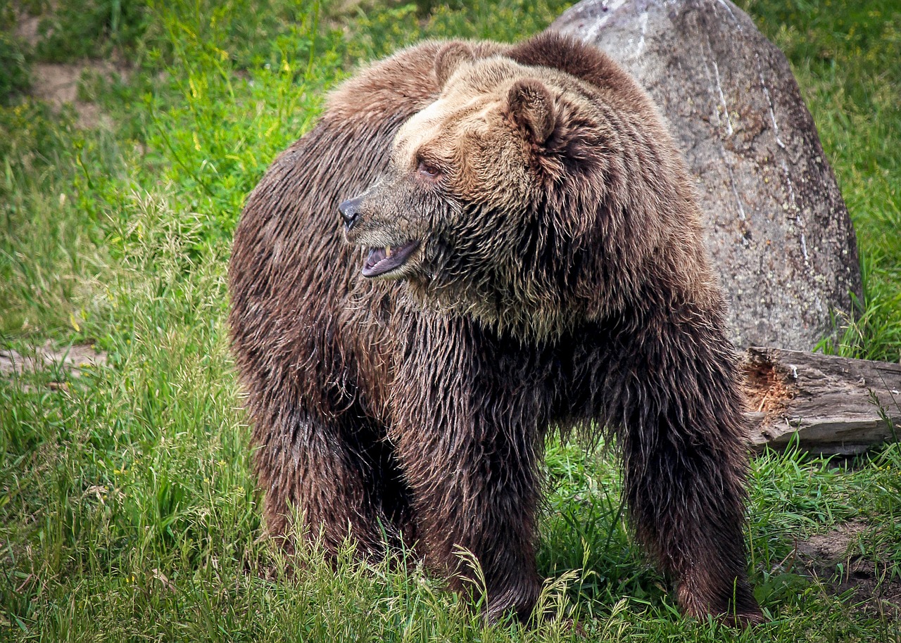 grizzly bear  bear  grizzly free photo