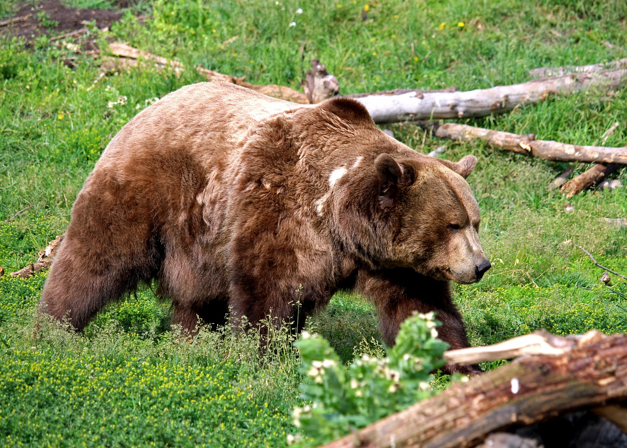 grizzly bear  bear  grizzly free photo