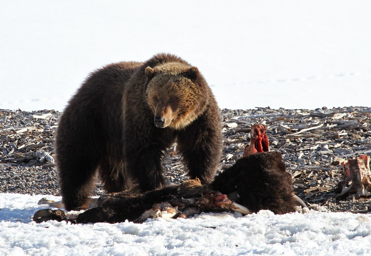 grizzly bear  wildlife  nature free photo