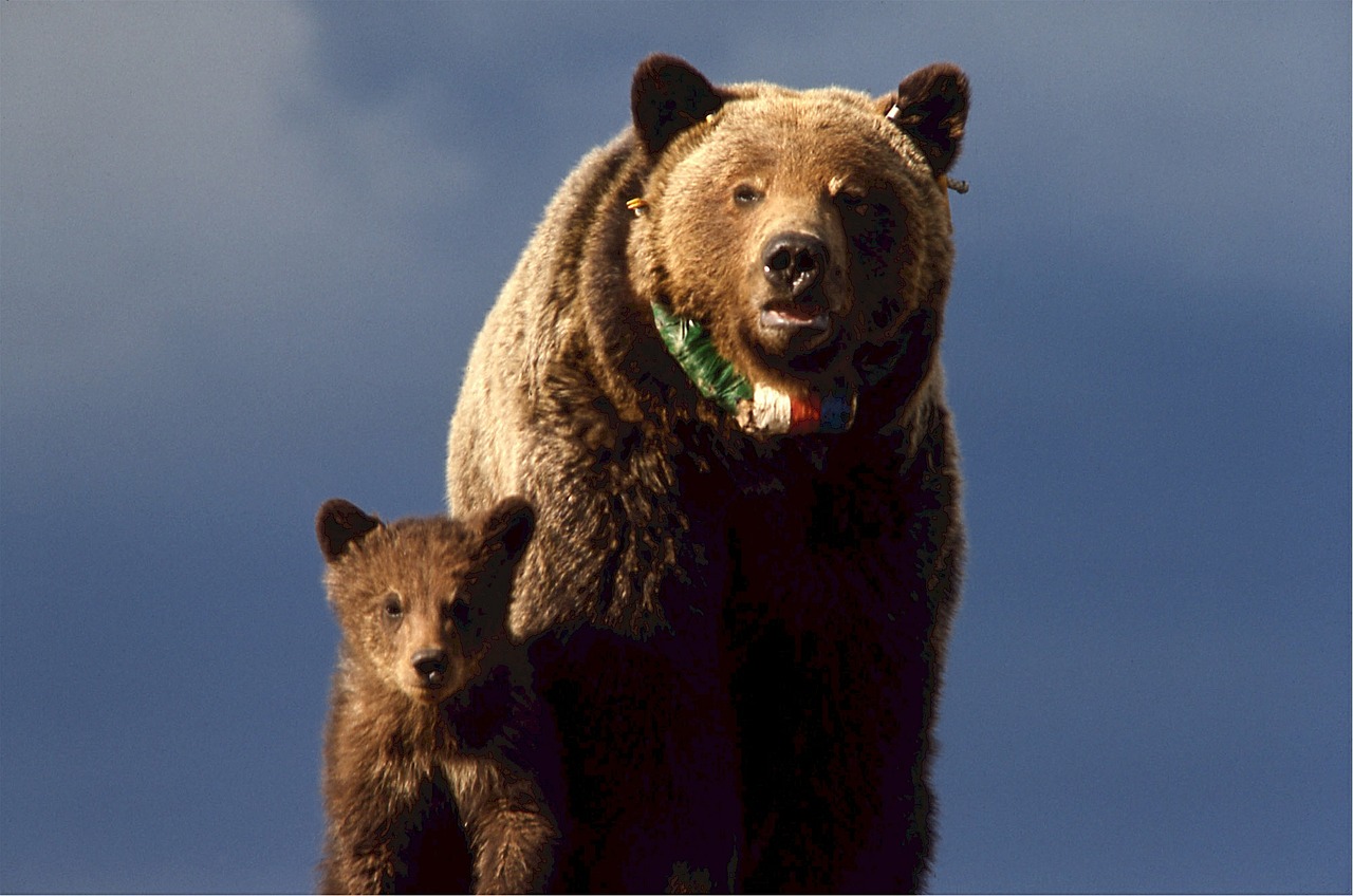 grizzly bear cub yellowstone free photo