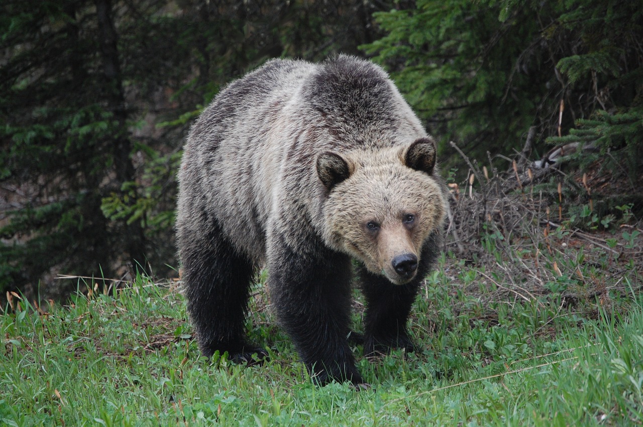 grizzly bear wildlife bear free photo