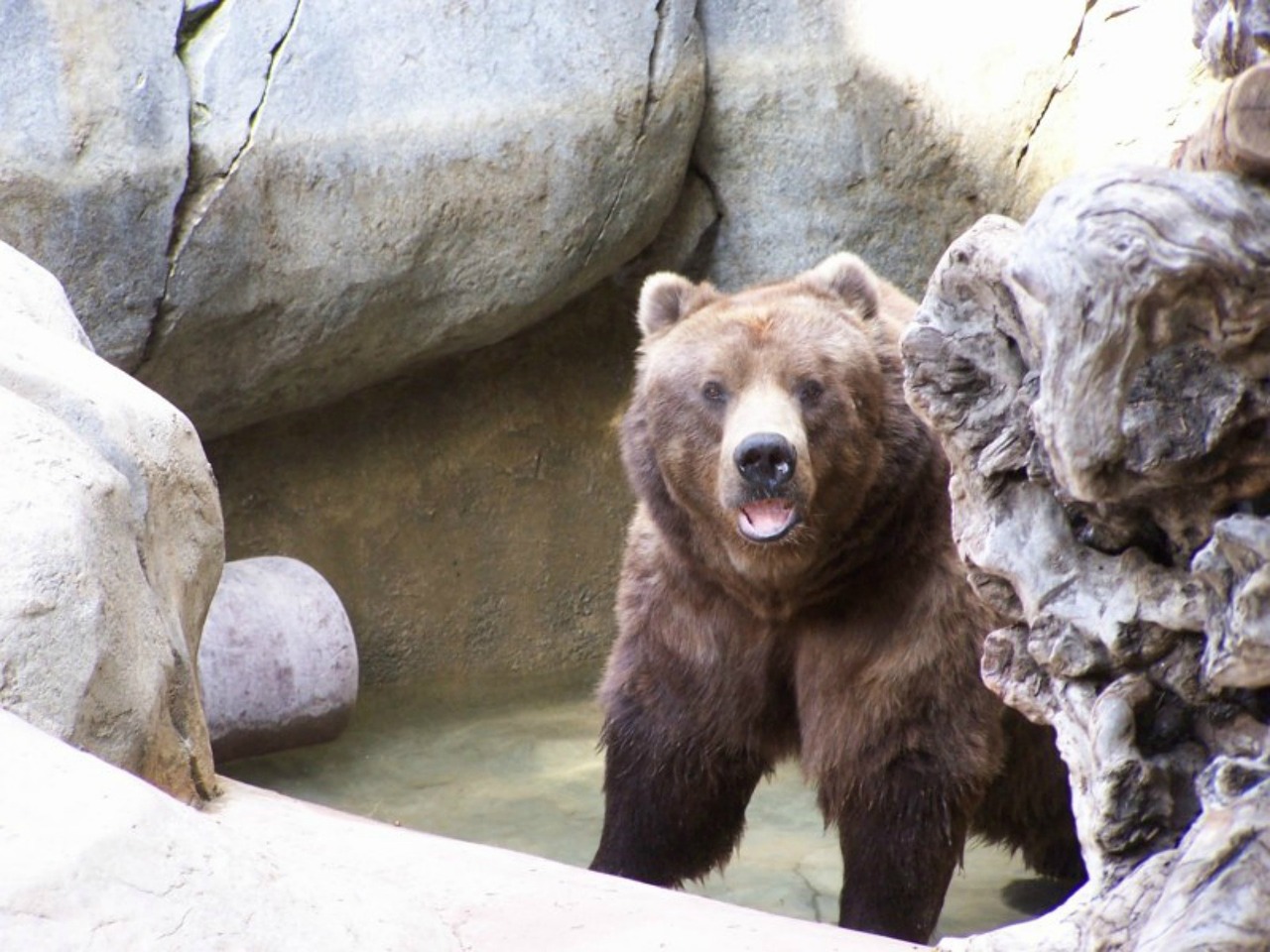 grizzly bear brown bear zoo free photo