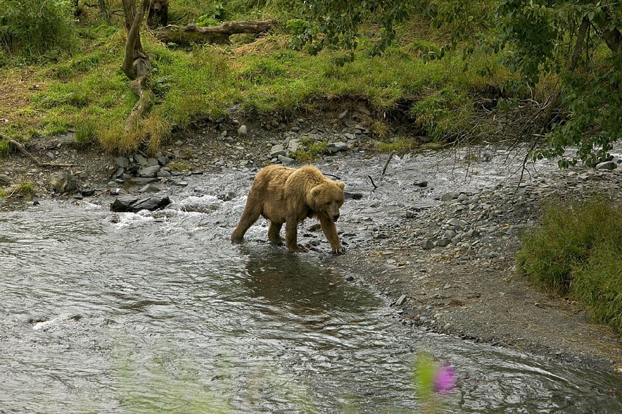 grizzly bear walking wildlife free photo