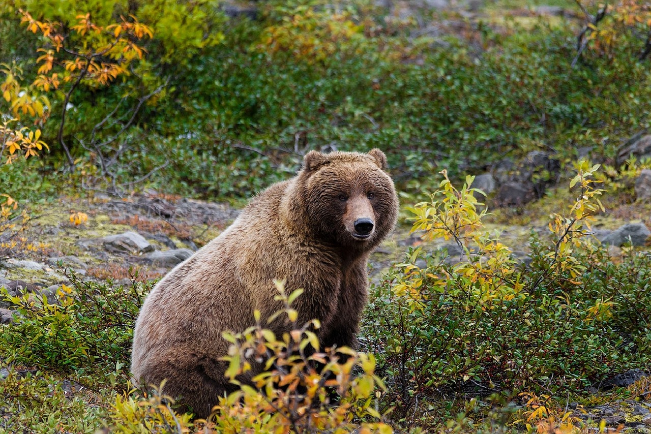 grizzly bear wildlife nature free photo