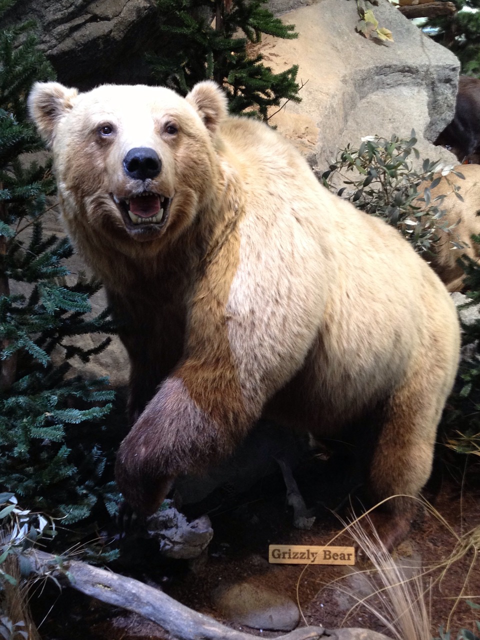 grizzly bear scarecrow museum free photo