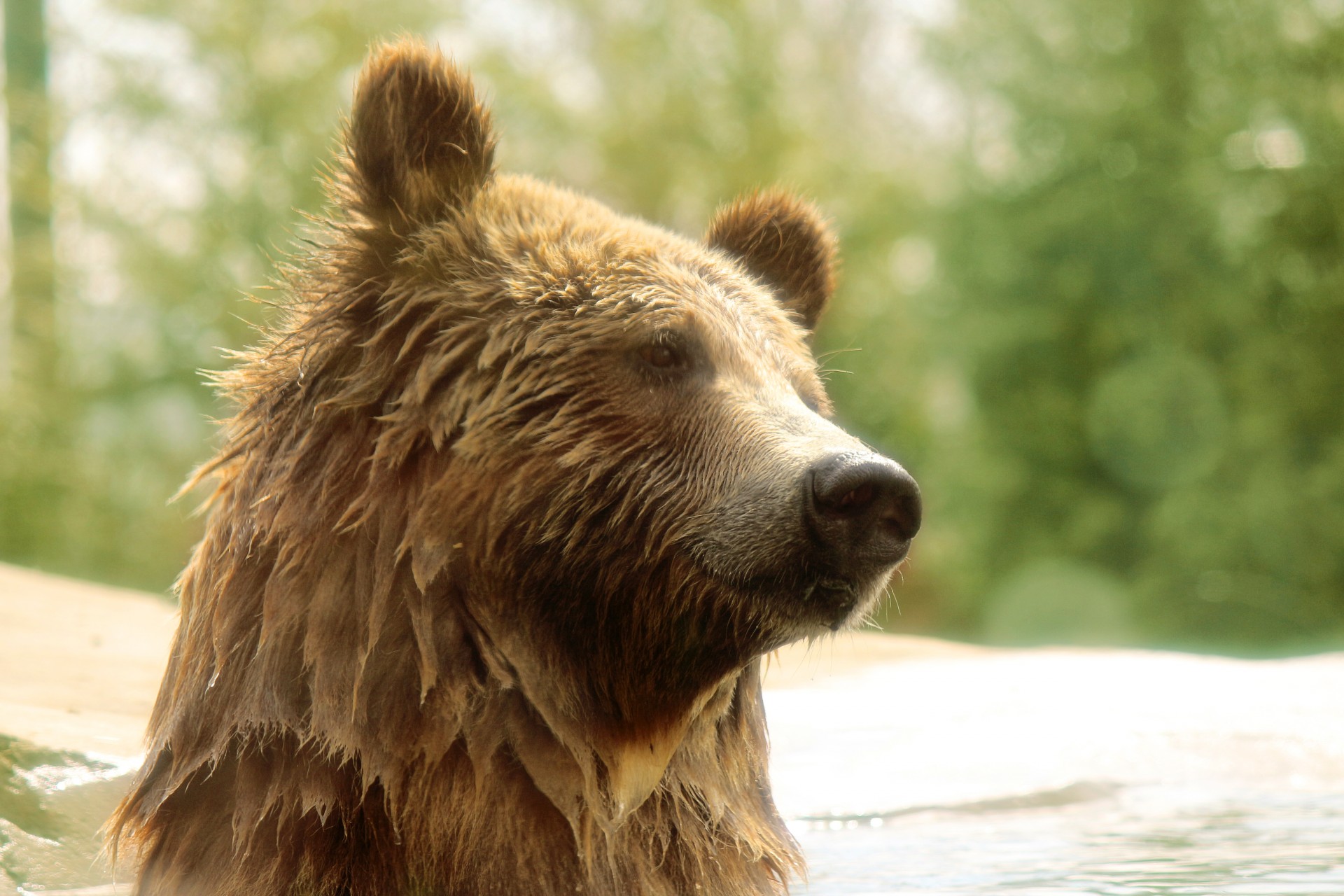 bear grizzly grizzly bear free photo