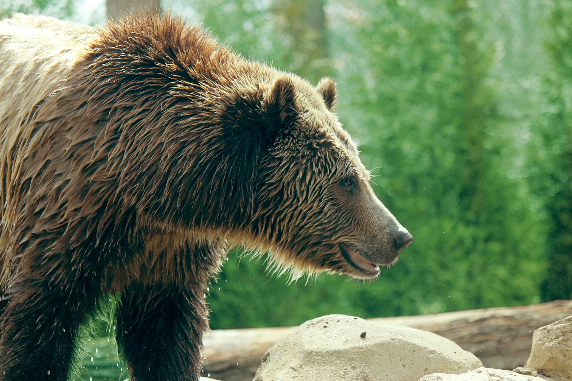 bear grizzly grizzly bear free photo
