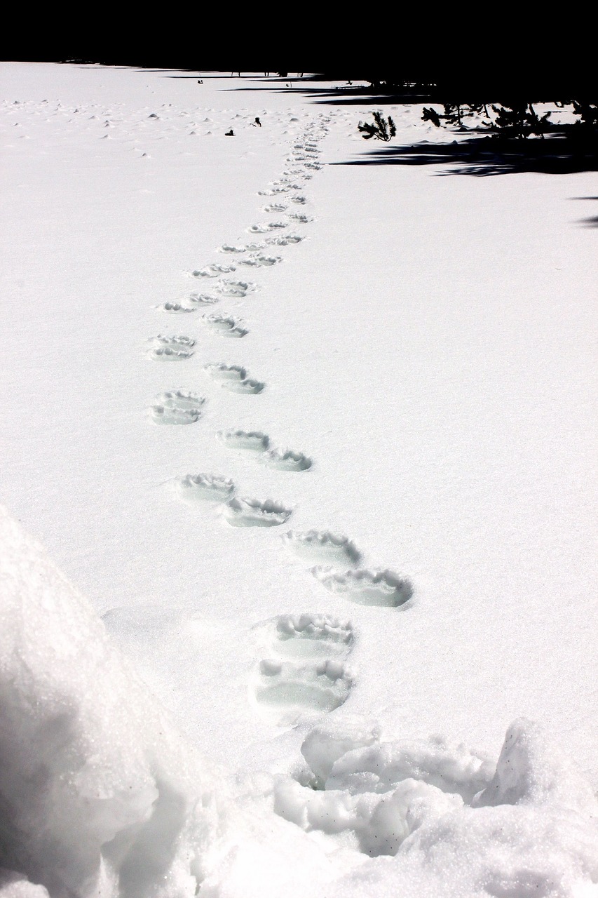 grizzly bear tracks snow wildlife free photo