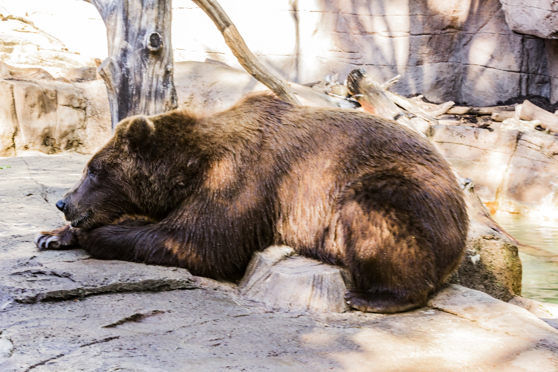 ursidae bear grizzly bear free photo
