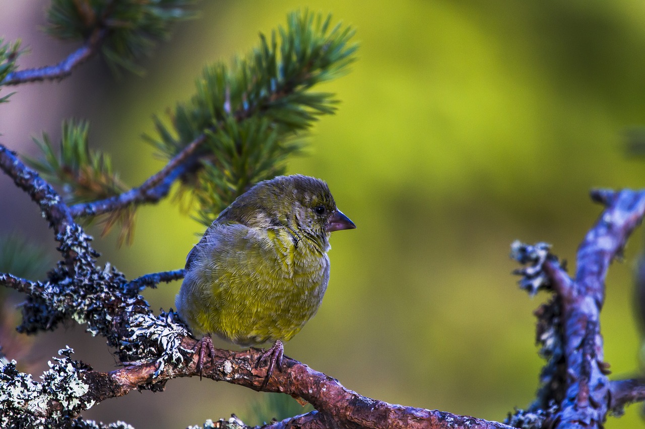 grønnfink  bird  sweet free photo