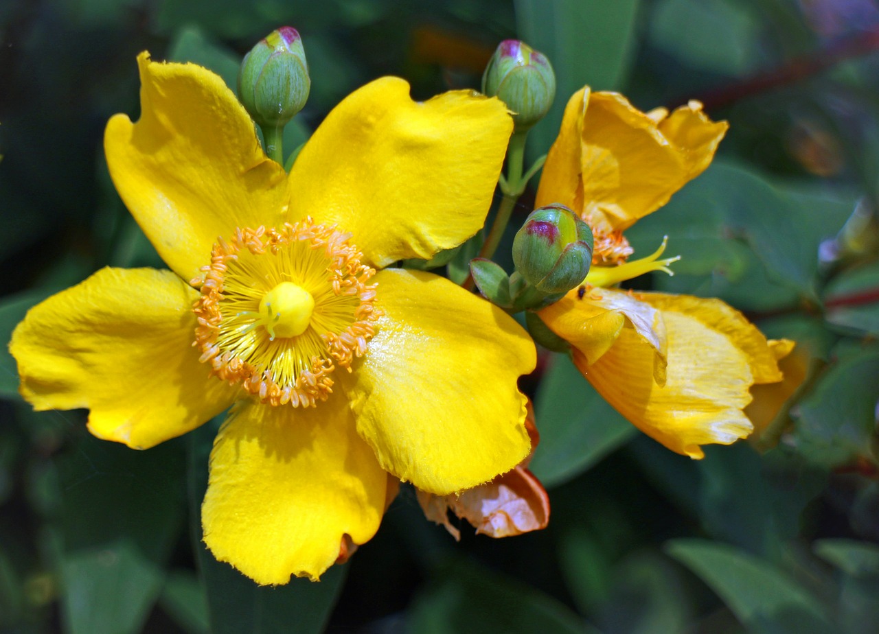 großblumiges st john's wort st john's wort blossom free photo