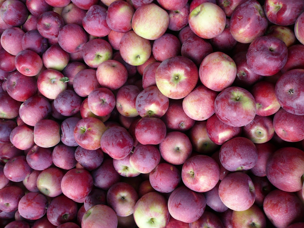 groceries apples fresh fruit free photo