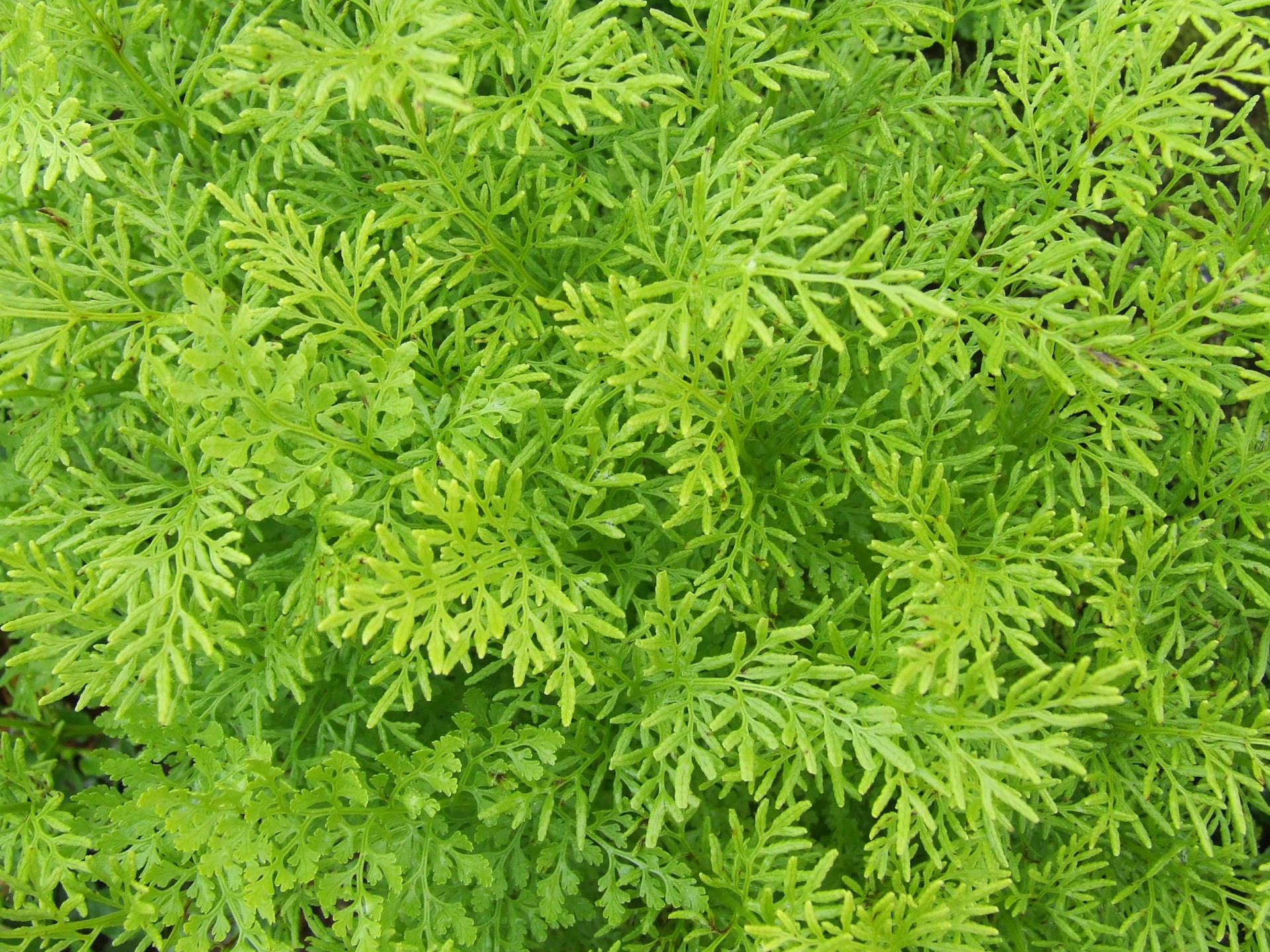 green plants texture free photo