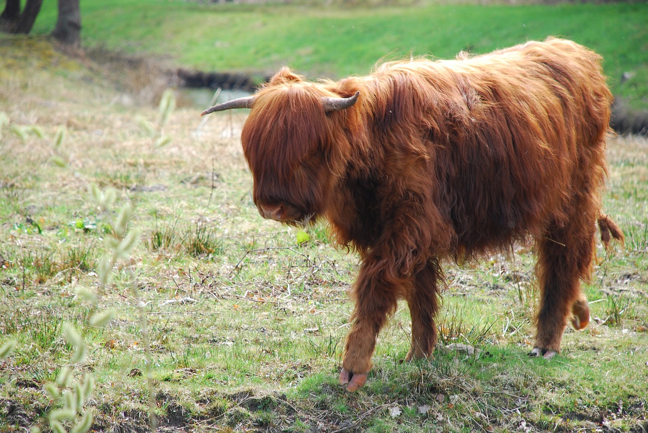 groningen scottish highlander nature free photo