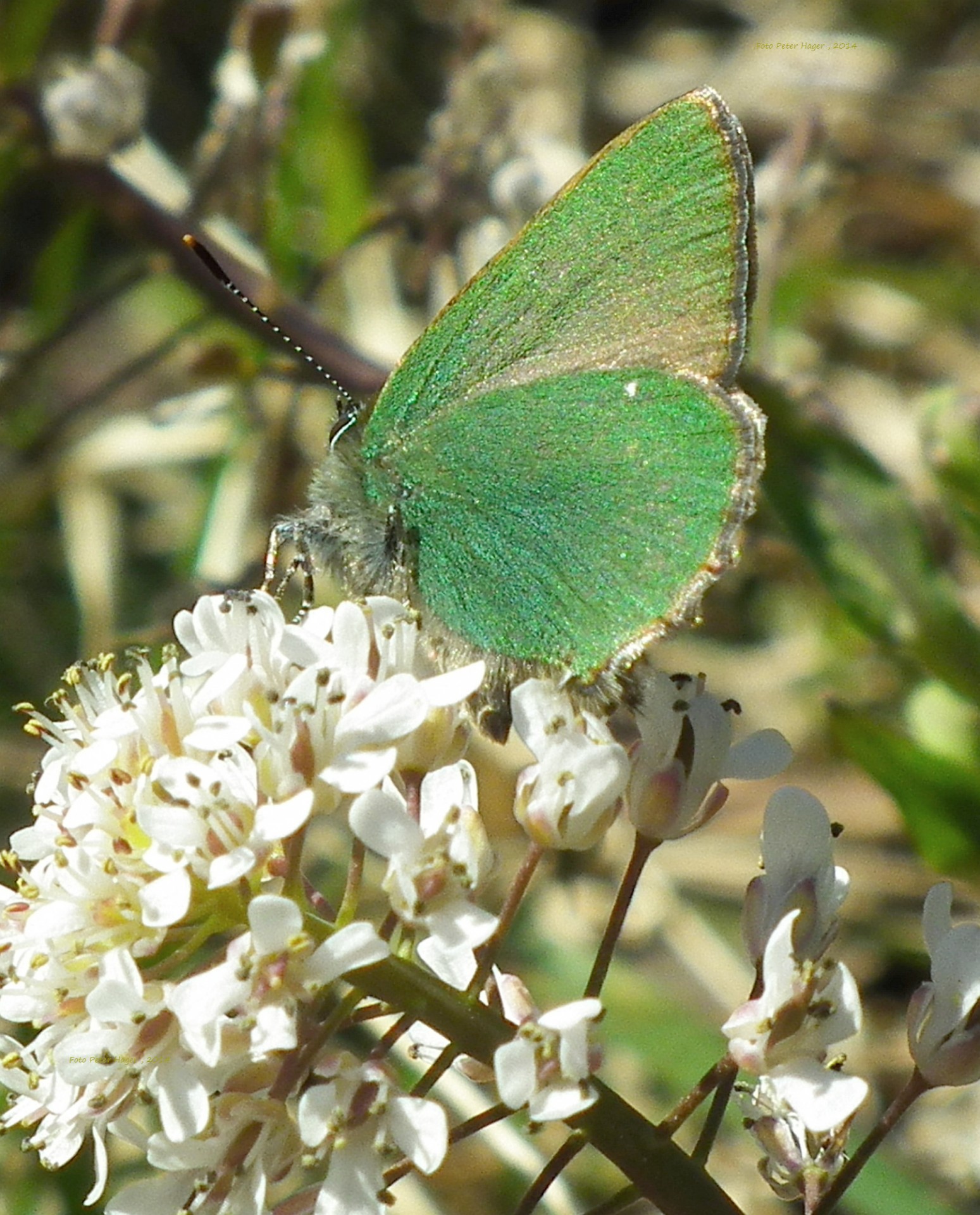 green hairstreak butterfly green hairstreak free photo